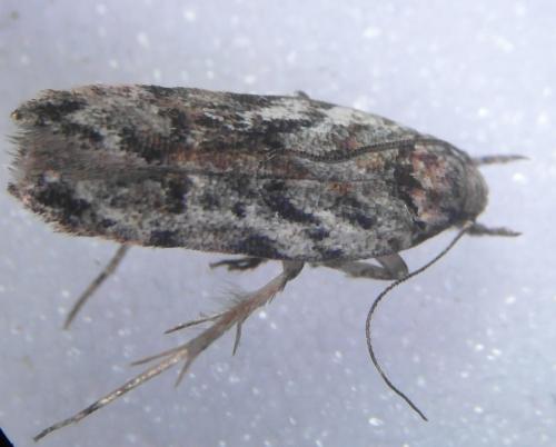 Psoricoptera gibbosella